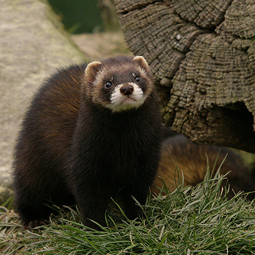 European-Polecat.jpg