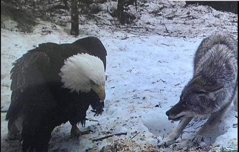 bald-eagle-vs-wolf-caught-on-a-trail-map-in-michigan-v0-6htu7n22egha1.jpg